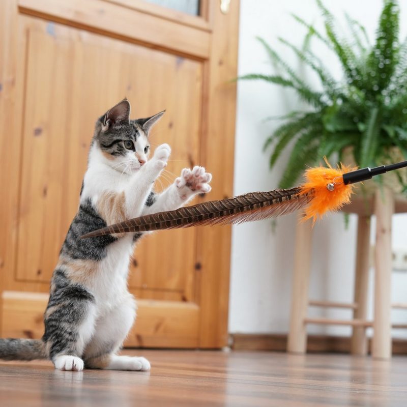 SCHLITZOHR Katzenangel Federstäbe Birdy (3 Stück) Federstab Federwedel Katzenspielzeug mit Federn Federspielzeug - fehlinger-versand